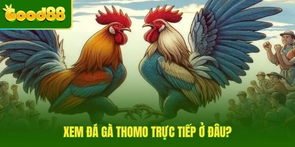 Đường dẫn truy cập nhanh và ổn định cho đá gà Thomo