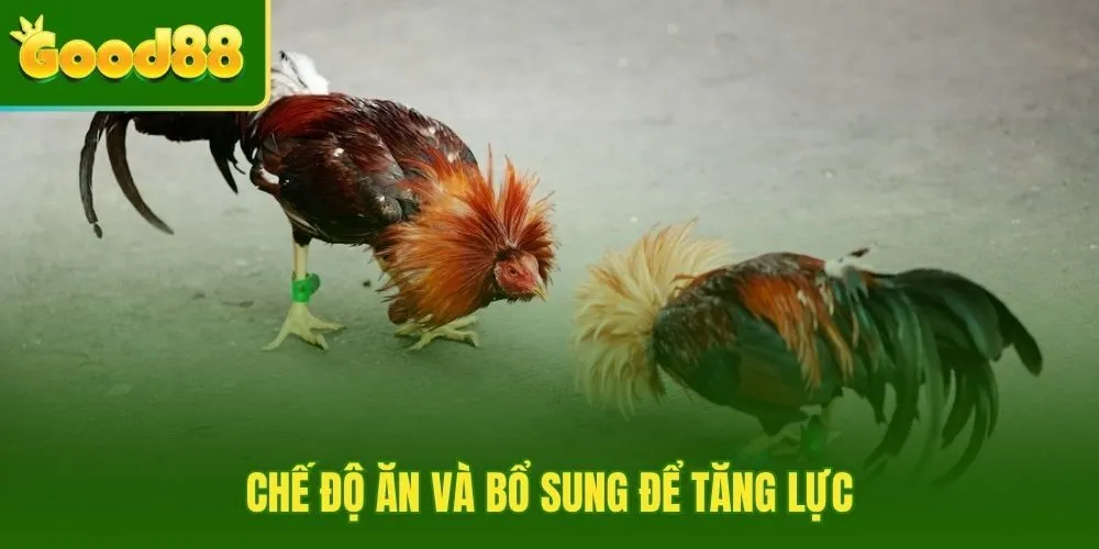 Dinh dưỡng đúng thời điểm giúp chiến kê tăng lực bền sức