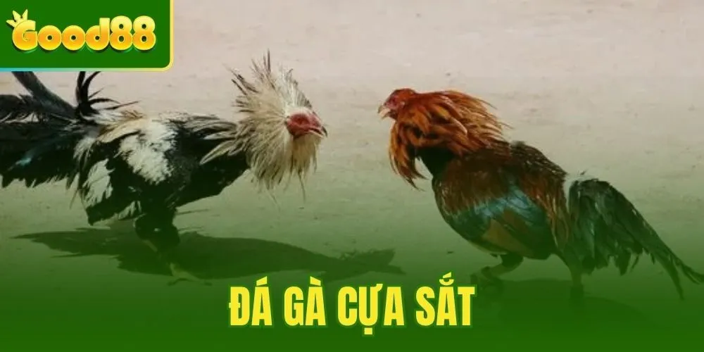 Đá Gà Cựa Sắt