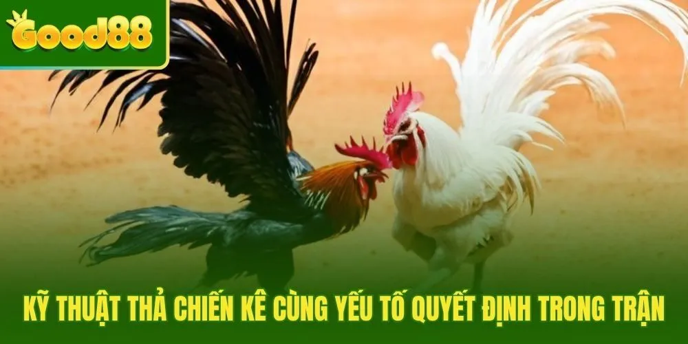 Kỹ thuật thả chiến kê trong đá gà cựa sắt quyết định trận đấu