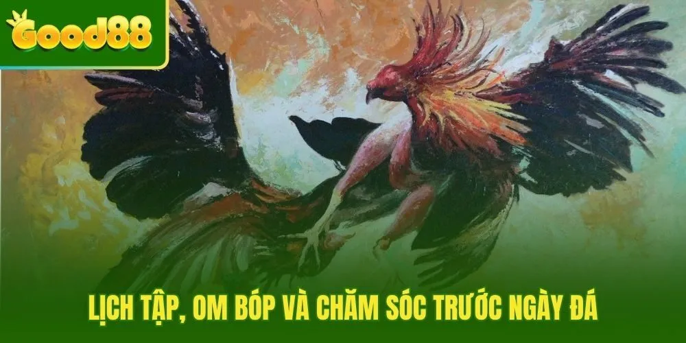 Lịch tập phục hồi nghỉ ngơi đưa chiến kê vào phong độ