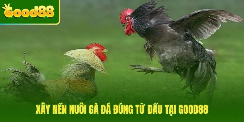 Ba giai đoạn nuôi nền siết thể lực và vào pin chiến kê